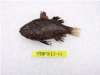 藏品(黑鰭天竺鯛)的圖片